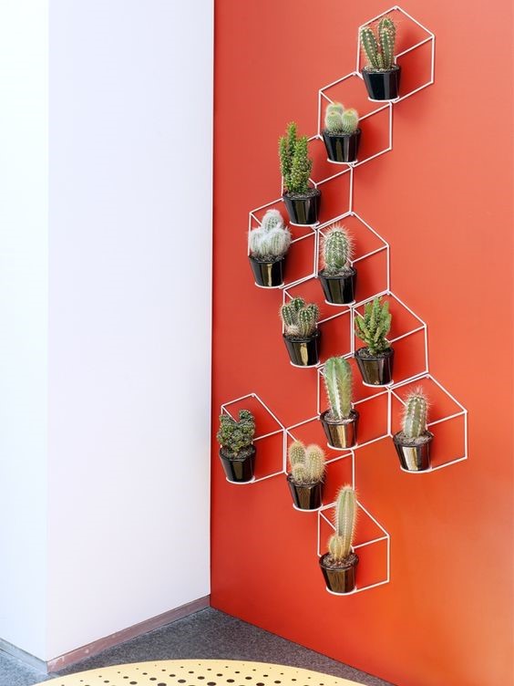 Вертикальное размещение кактусов на стене