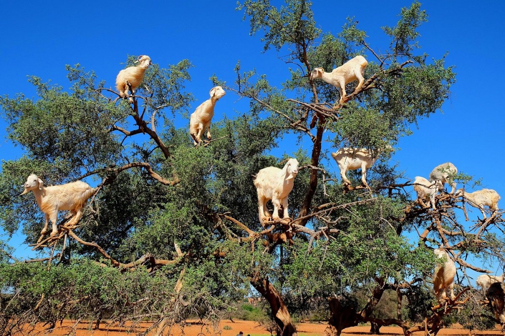 Козы на аргановом дереве в Марокко 